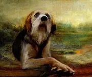 a96790_a498_dog2.webp