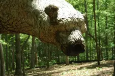 bear head tree.webp