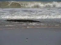 gator2.webp