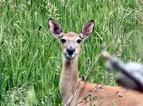 deer.webp