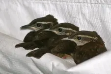 Northern Waterthrush Standard e-mail view.webp Northern Waterthrush Standard e-mail view.webp