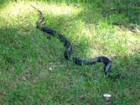 blacksnake2.webp