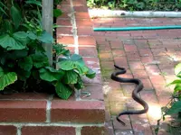 snakeonwalkway2.webp