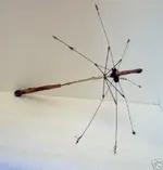 parasol.webp