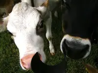 cows 001.webp