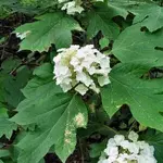 oak_leaf_hydrangea.webp
