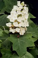 oakleafhy.webp