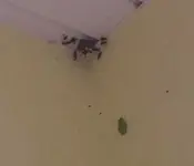 Dumbgreenfrog7.jpg.webp