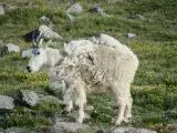 goat2.webp
