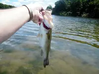 3 and a half pound hybrid.webp
