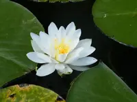 lily white 1.webp