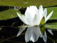 reflections.webp