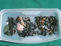 Manasota teeth.webp Manasota teeth.webp