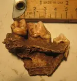 wolfteeth.webp
