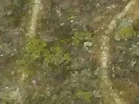 close uo of date.jpeg.webp