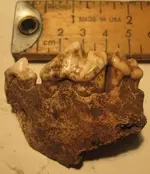 wolfteeth2.webp