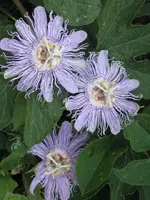 passionflwr.webp