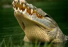 nile-croc-teeth.webp nile-croc-teeth.webp