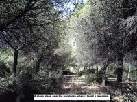 JJ 008.webp