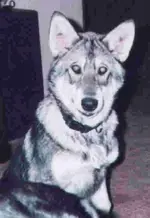 10755_1217991410.webp