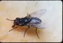 housefly1.webp