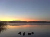 Ducks.webp