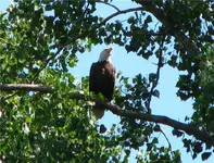 eagle.webp