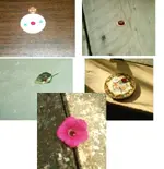 Ruby.webp