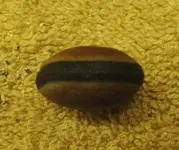sea bean 002 small.webp