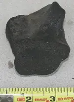 bigfossil 004.webp