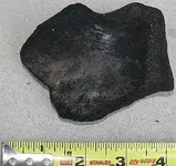 bigfossilone.webp