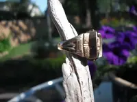 DSCF0367.webp