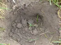 Rosie in dirt.webp