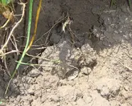 Quarter in dirt.webp