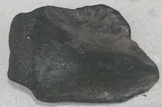 bigfossil 003.webp
