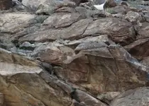 mountain kitty.webp