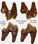 canislatransM1occlusalpair.webp
