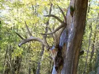 Horns.webp