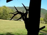 Horns 062.webp