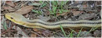 400snake.webp