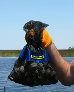 scallops.webp