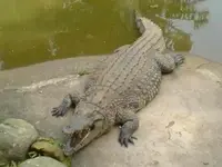 Croc.webp