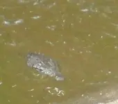 Croc1.webp