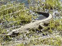Croc3.webp