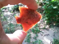 0908091251[1].webp