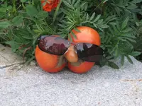 cool tomatoe 013.webp