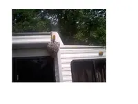 hornet1.webp