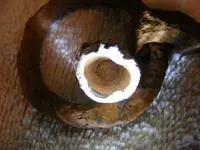 DSCF0525.webp