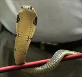 King Cobra.webp King Cobra.webp