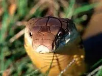 KINGCOBRA head.webp KINGCOBRA head.webp
